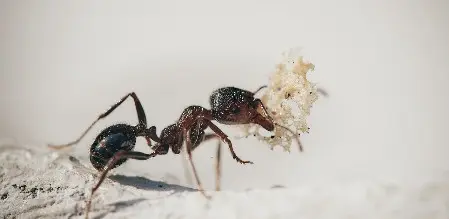 Eradiquer les insectes nuisibles à paris