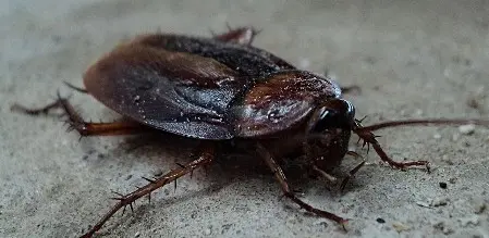 Eradiquer les insectes nuisibles à paris