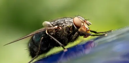 suppression insectes volants nuisibles paris, 