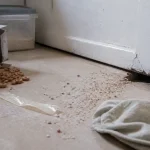 Que mange les souris dans les murs : graines et miettes visibles près d’une plinthe