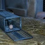 Piege a fouine : piège-cage en métal dans un poulailler
