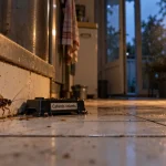 Cafards volants dans une cuisine, près d’une fissure